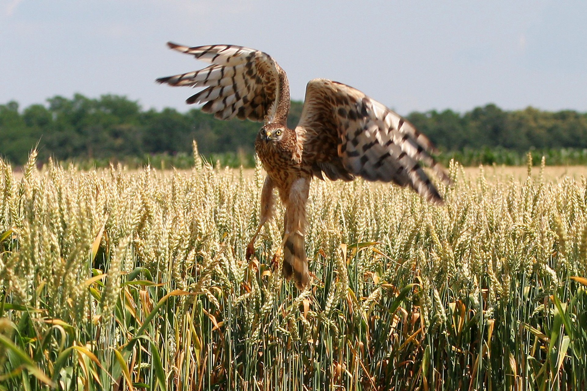 Wiesenweihe steigt aus einem Feld auf | © Zdenek Tunka