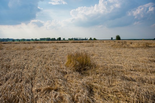 Gemähtes Feld, wo das Wiesenweihennest aber ausgespart wurde | © Wolfgang Lorenz