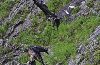 Wiggerl Anflug Vinzenz im Juli 2024 | © Markus Leitner