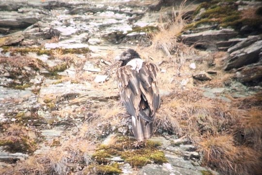 Wildvogel Nationalpark Hohe Tauern