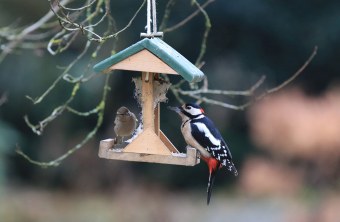 Haussperling und Buntspecht sitzen gemeinsam an einem Vogelfutterhaus, an dem ein Fettkuchen hängt | © Ingo Rittscher