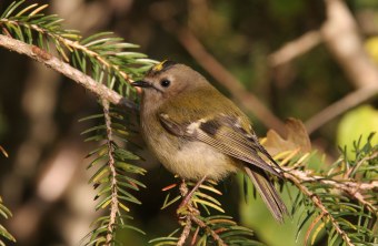Wintergoldhähnchen auf Nadelbaum | © Hans-Joachim Fünfstück