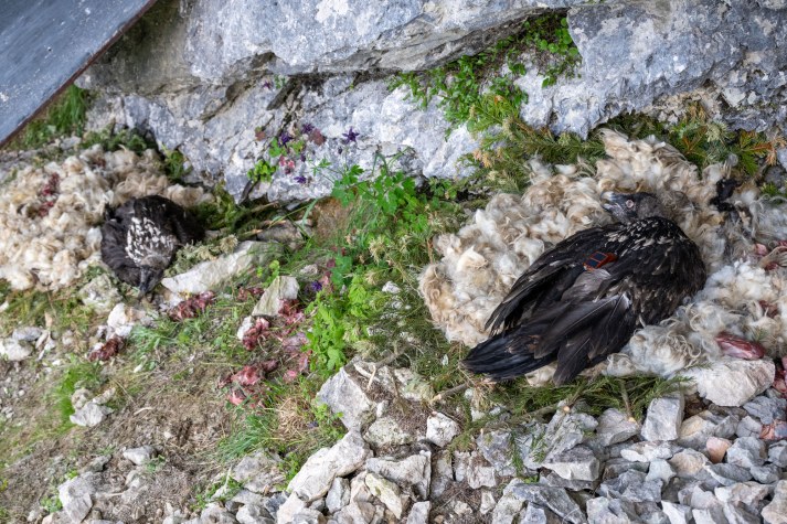 Zierli unten und Alosa oben | © Markus Leitner