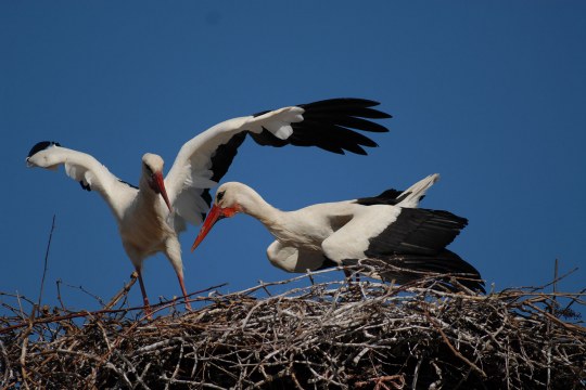Zwei Weißstörche im Horst | © Henning Werth