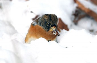 Bergfink im Schnee | © Thomas Lützelberger