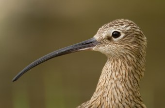 Kopf des Großen Brachvogels im Portrait, seitlich | © Rosl Rößner