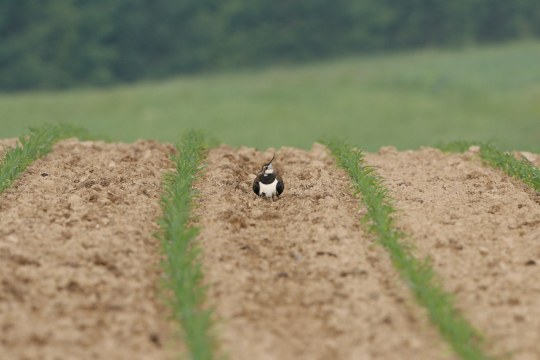 Kiebitz brütet auf einem Acker | © Hans-Joachim Fünfstück