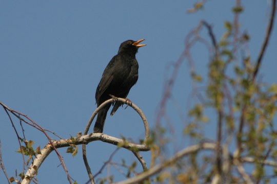 Eine Amsel sitzt auf einem Baum | © Z. Tunka