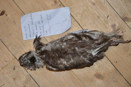 Toter Mäusebussard liegt auf einem Holzboden, daneben liegt ein Zettel | © Andreas von Lindeiner