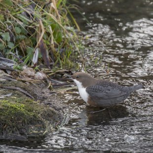 Wasseramsel badend | © Ralph Sturm