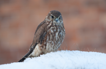 Merlin sitzt auf Schneehügel | © Rosl Rößner