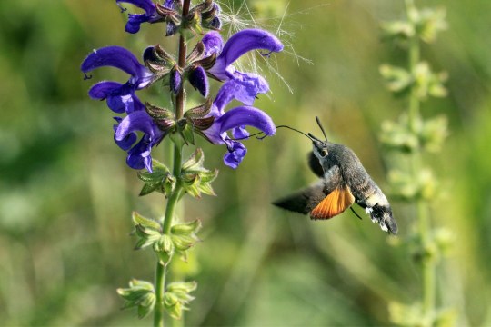 Taubenschwänzchen - Ingo Rittscher Taubenschwänzchen | © Ingo Rittscher