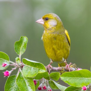 Grünfink | © Andreas Giessler