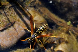 Gallische Feldwespe | © Dr. Eberhard Pfeuffer