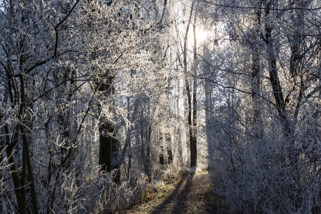 Waldweg im Winter - Marcus Bosch Waldweg im Winter | © Marcus Bosch