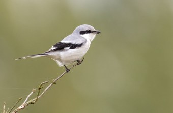 Raubwürger sitzt auf Zweig | © Gunther Zieger