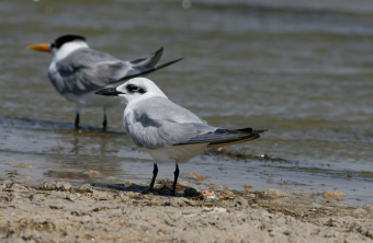 Zwei Lachseeschwalben am Wasser | © Hans-Joachim Fünfstück