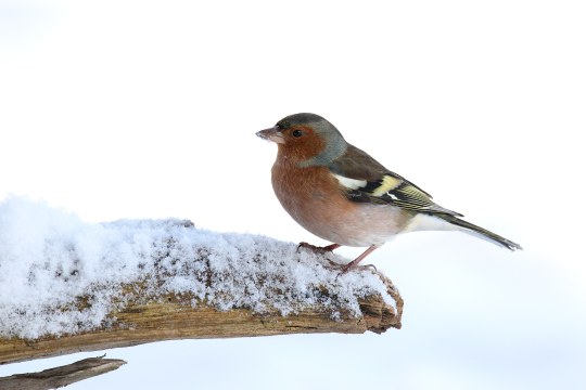 Ein Buchfinkmännchen sitzt auf einem verschneiten Ast | © Frank Derer