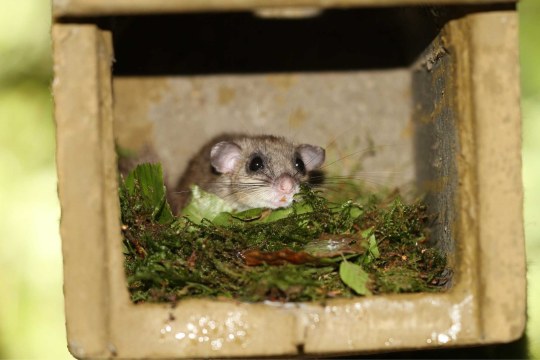 Siebenschläfer in Nistkasten | © Hans-Joachim Fünfstück