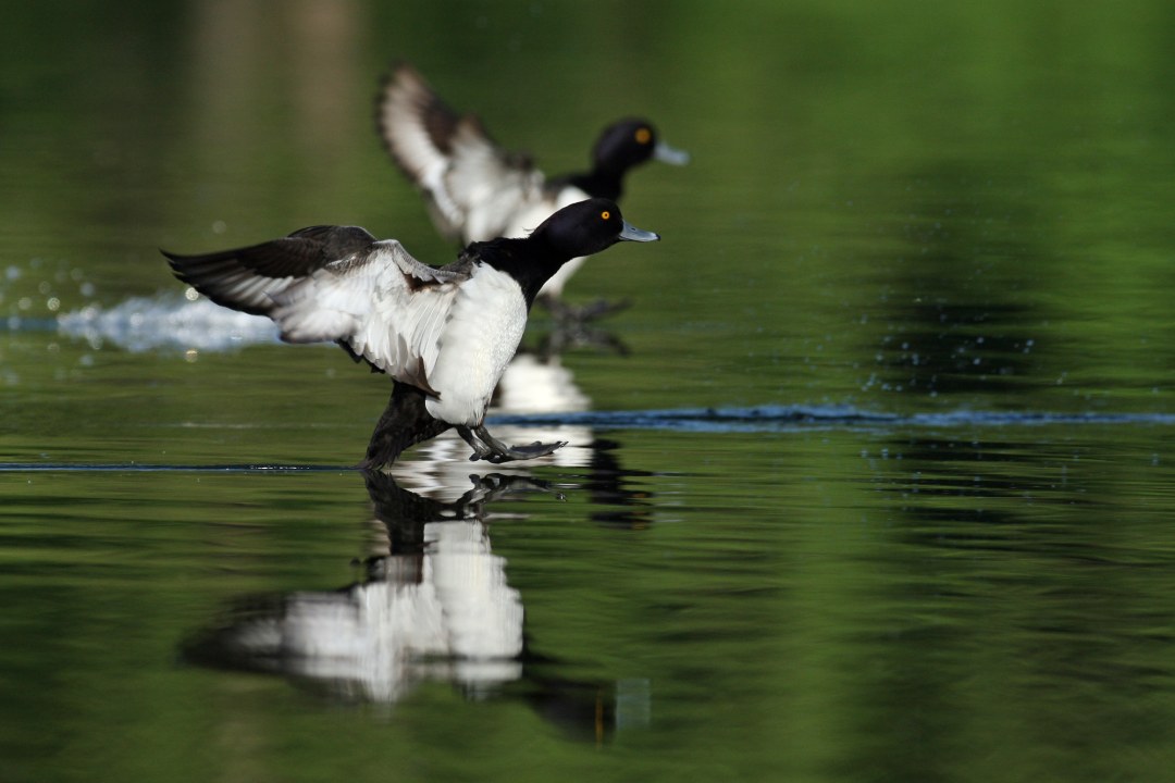 Reiherenten | © Claudia Becher