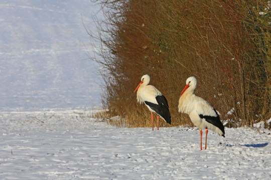 Weißstörche im Winter vor einer Hecke | © Hans Schönecker