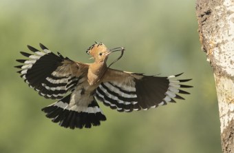 Wiedehopf im Flug | © Rosl Rößner