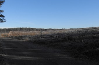 Grafenwöhr Rodungsfläche | ©  LBV Oberpfalz