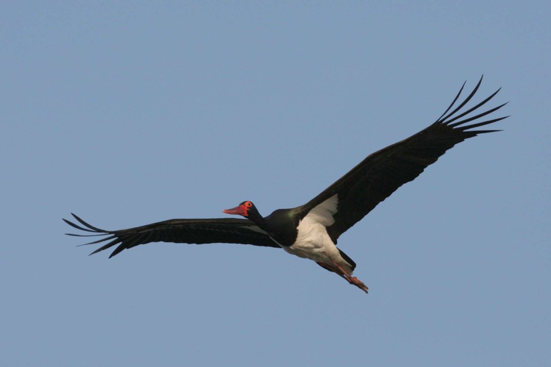 Schwarzstorch | © Zdenek Tunka