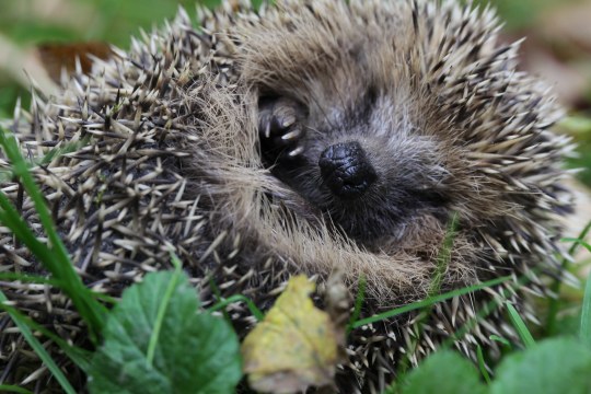 Igel | © Ralph Sturm
