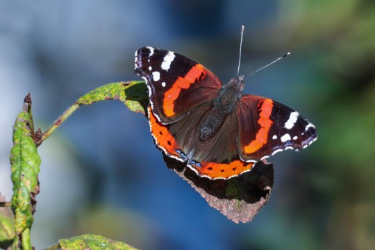 Admiral | © Andreas Hartl