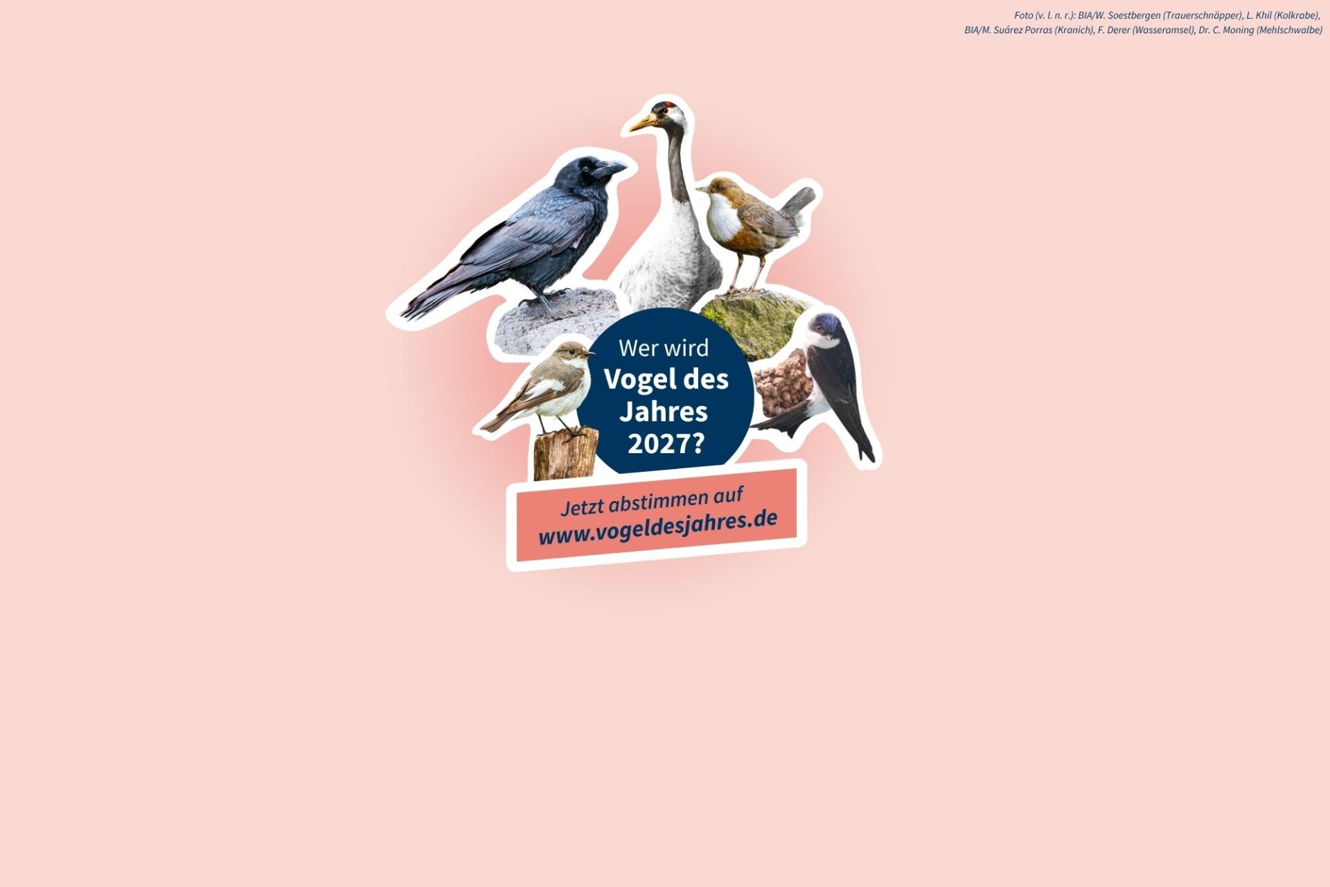 Das LBV lädt zur Abstimmung über den Vogel des Jahres 2027 mit verschiedenen Vogelarten auf buntem Hintergrund ein.