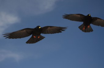 Zwei Alpendohlen im Flug | © Henning Werth