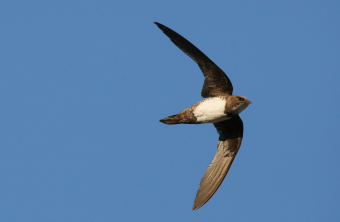 Alpensegler im Flug | © Zdenek Tunka