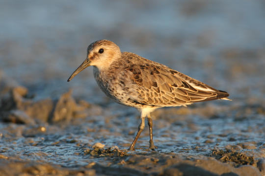 Alpenstrandläufer im Watt | © Zdenek Tunka