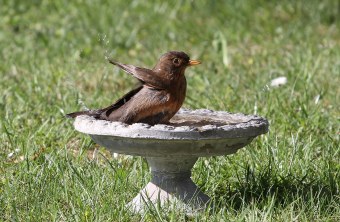 Amsel im Wasserbat | © Adalbert Birkhofer