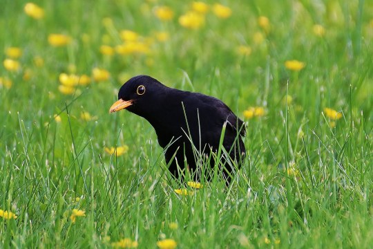 Amsel im Gras | © Michael Vogl