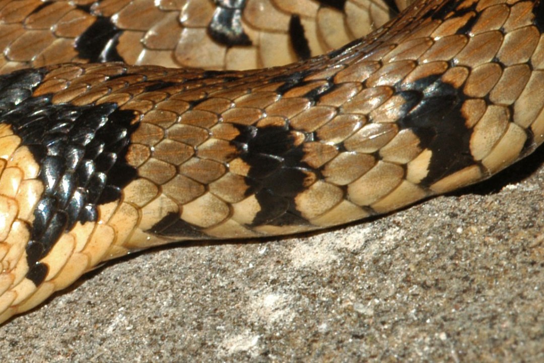 Muster Barrenringelnatter | © Felix Hulbert