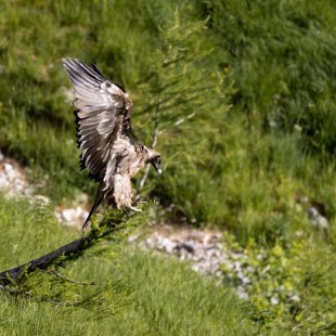 Bartgeier Bavarias erster Rastplatz in Freiheit  | © Richard Straub