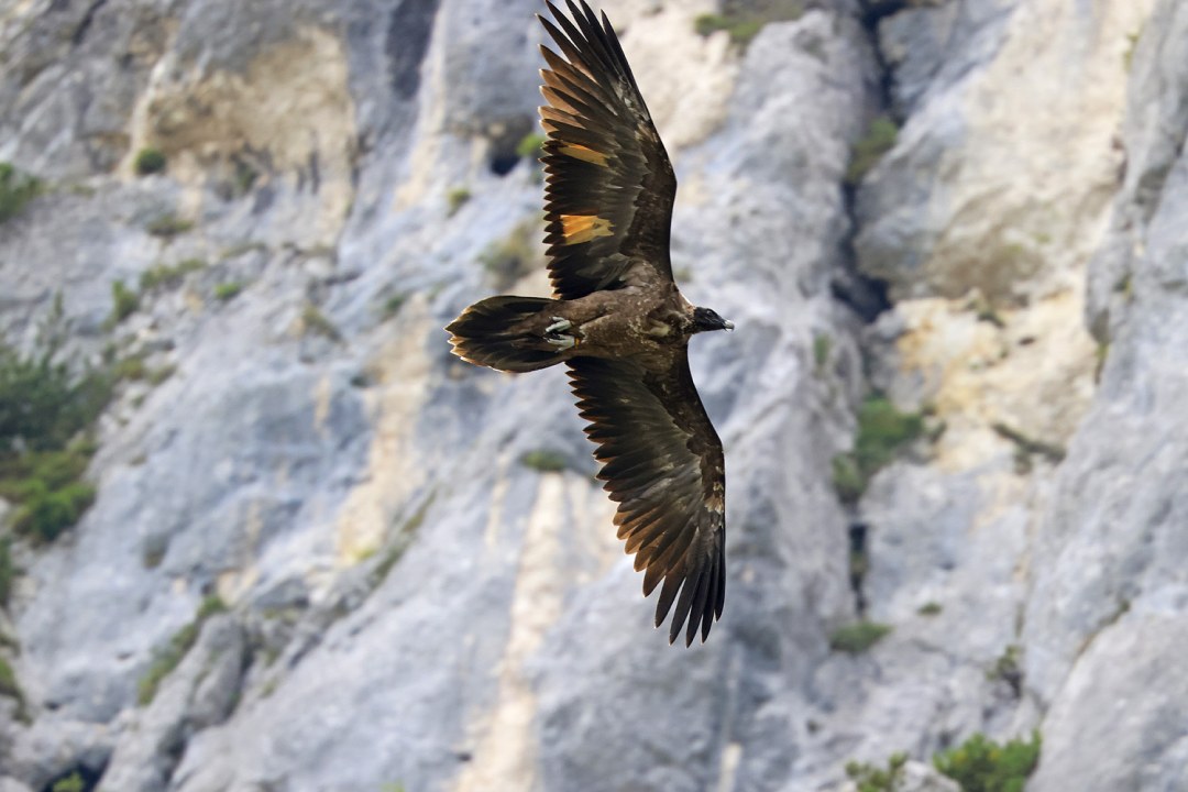 Wally im Flug | © Markus Leitner