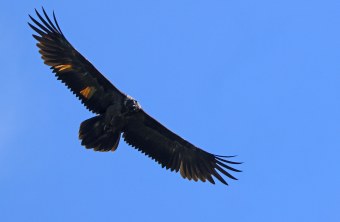 Wally im Flug | © Markus Leitner