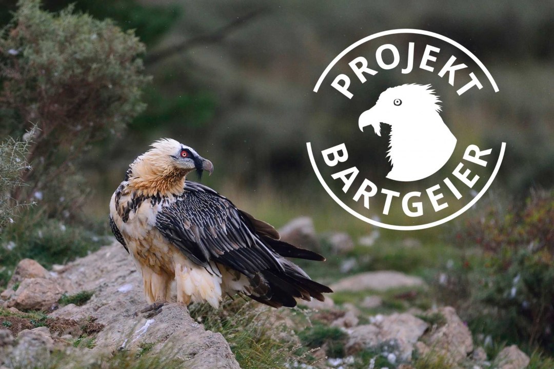 Bartgeier adult auf einem Felsen | © Hansruedi Weyrich