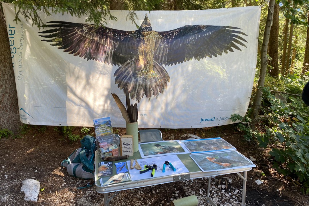Bartgeier-Infostand an der Halsalm im Nationalpark Berchtesgaden | © Katharina Hubmann
