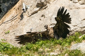 Bartgeier Nepomuk in der Nische breitet die Flügel aus, die Webcam ist zu sehen oben links | © Richard Straub