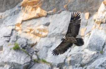 Bartgeier Sisi im Flug | © Urs Leuthäusser
