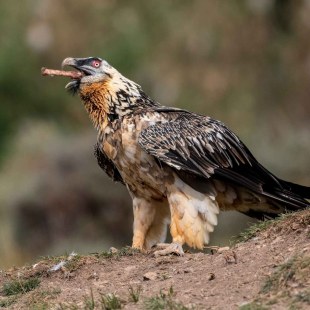 Bartgeier frisst Knochen | © Hansruedi Weyrich