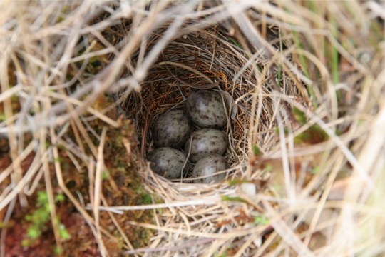 Baumpiepernest mit fünf Eiern | © Hans-Joachim Fünfstück