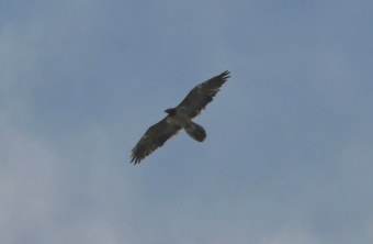 Bavaria  |© David Schuhwerk, LBV