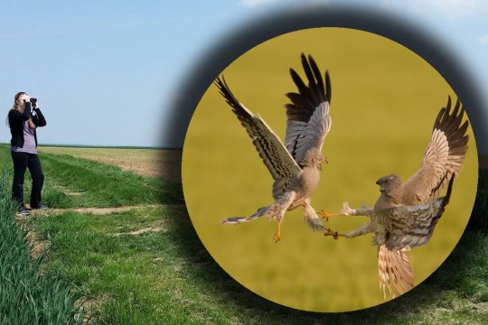 Selbst aktiv werden im Wiesenweihenschutz | © Pürckhauer/Juncker