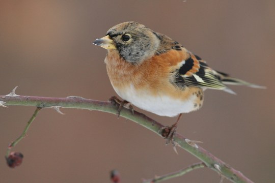Bergfink sitzt auf dornigem Hagebuttenzweig im Winter | © Zdenek Tunka