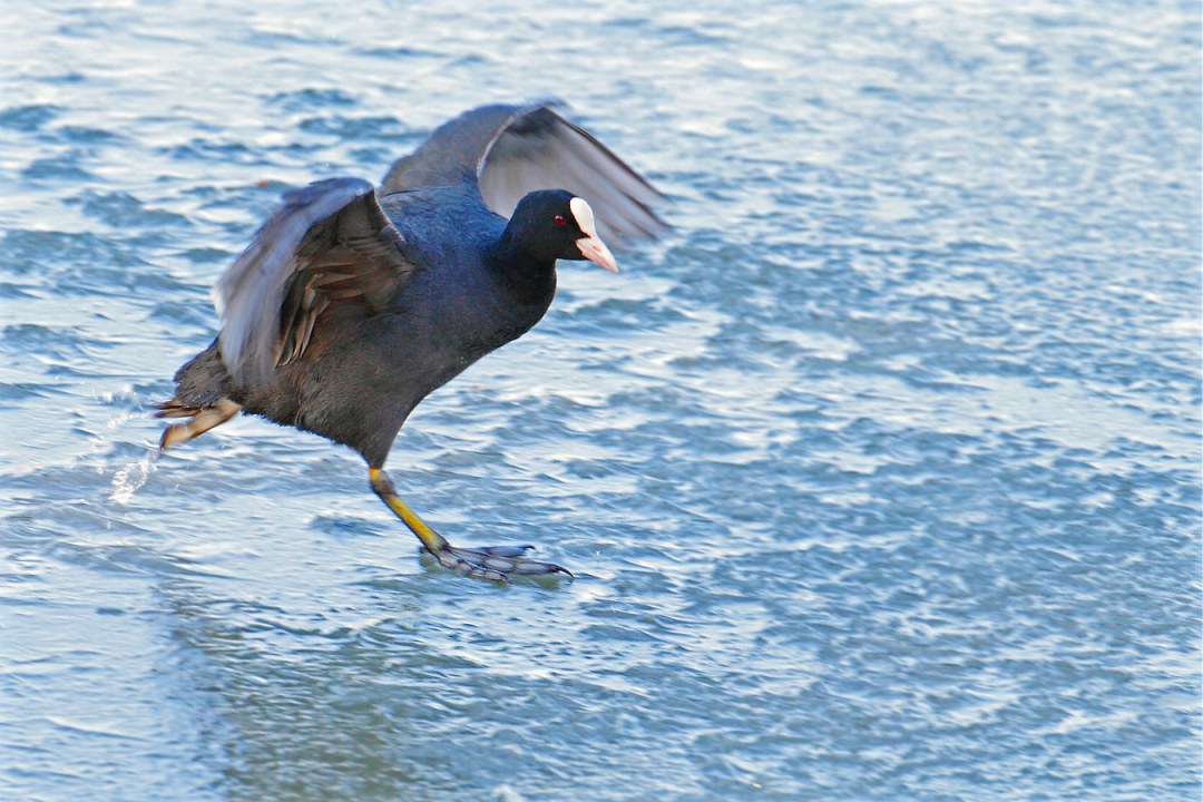 Blässhuhn auf einem zugefrorenen Gewässer | © Carl-Peter Herbolzheimer